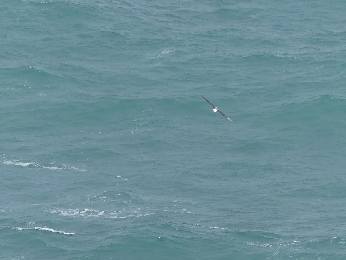 Albatros à cape blanche, A. de Salvin ou A. des Chatham - ML450914791