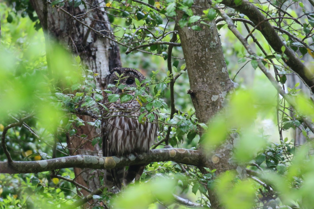 Barred Owl - ML450914911