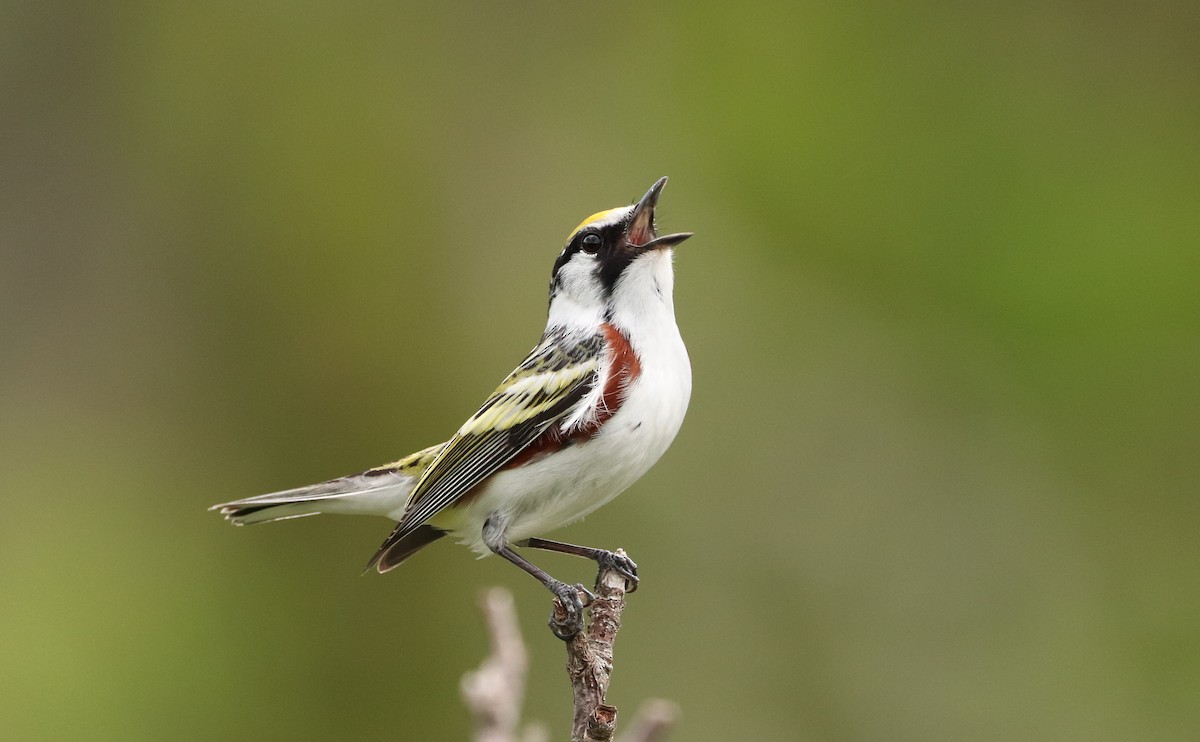 Gelbscheitel-Waldsänger - ML450915871