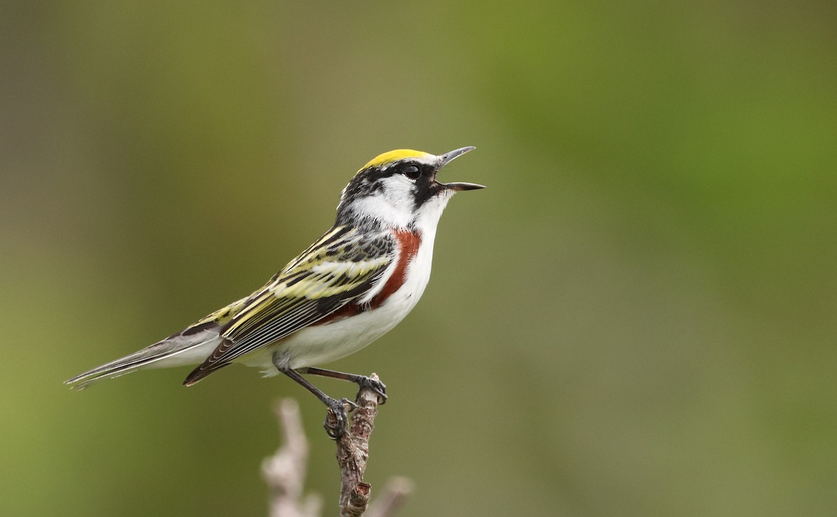 Chestnut-sided Warbler - ML450915961