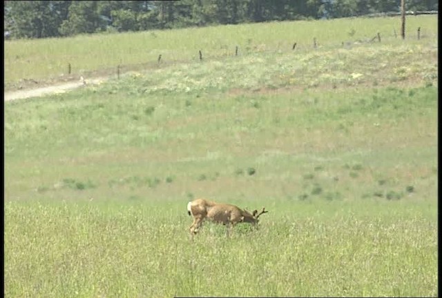 Mule Deer - ML450916