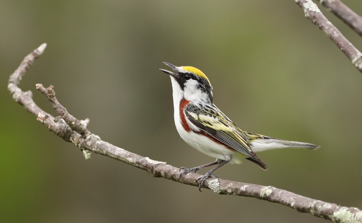 Gelbscheitel-Waldsänger - ML450916151