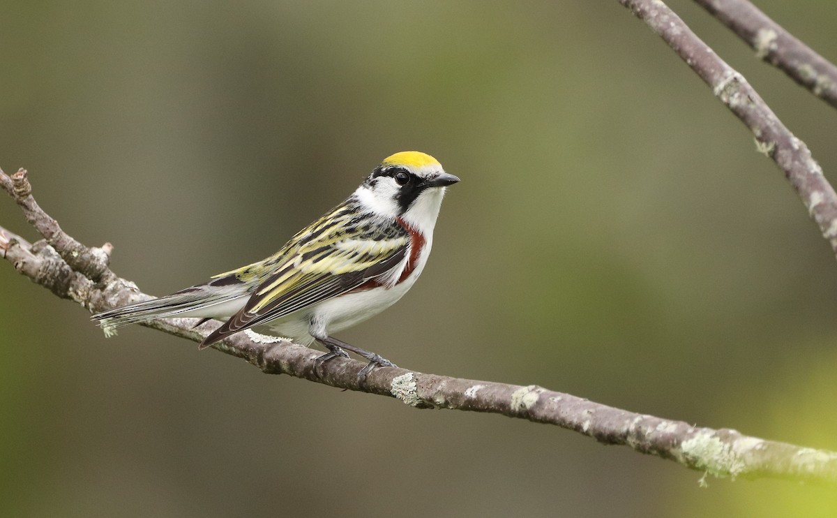 Gelbscheitel-Waldsänger - ML450916211
