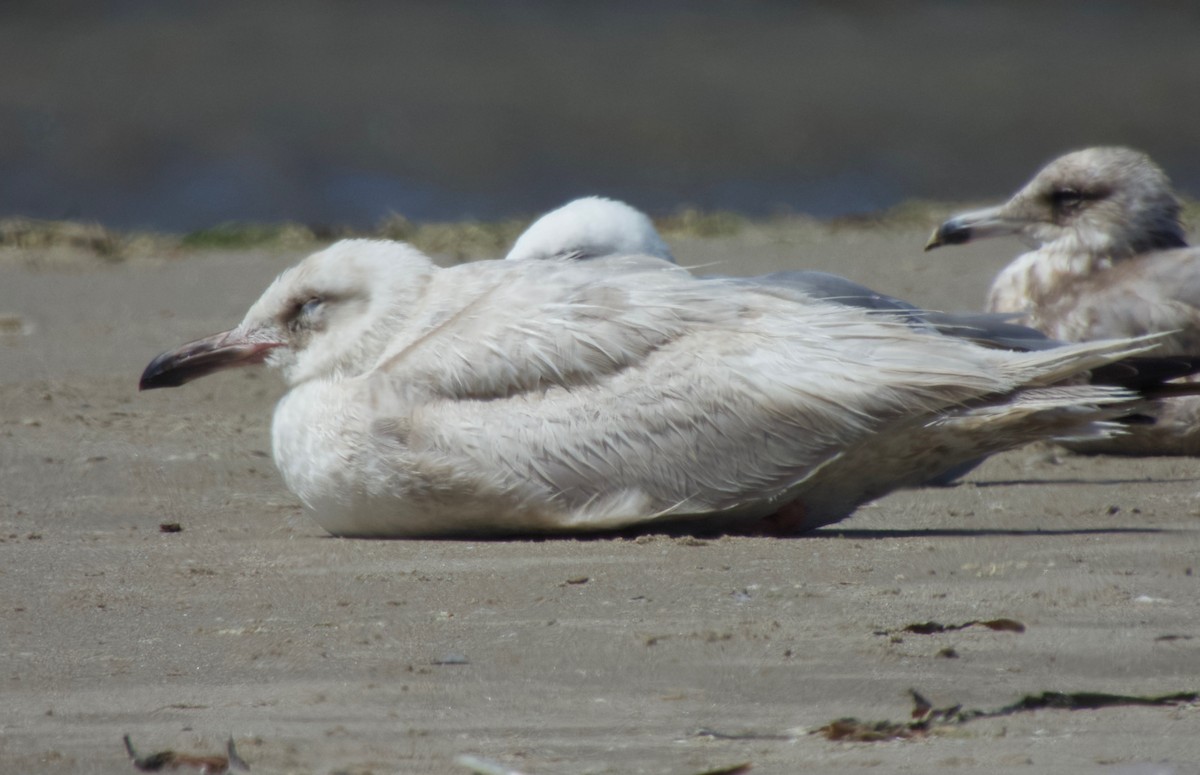 Glaucous-winged Gull - Karen Kreiger