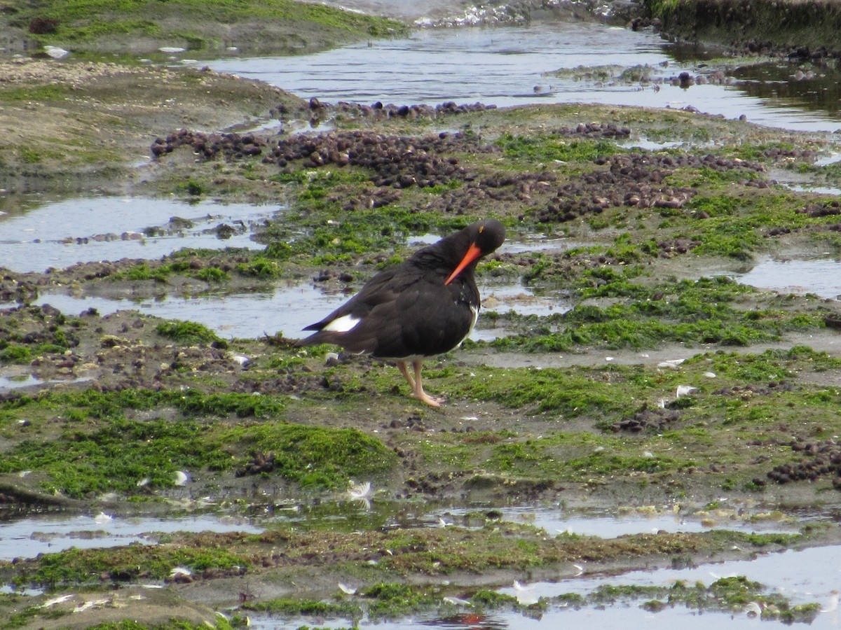 Magellanic Oystercatcher - Mauricio  Marchan san martin