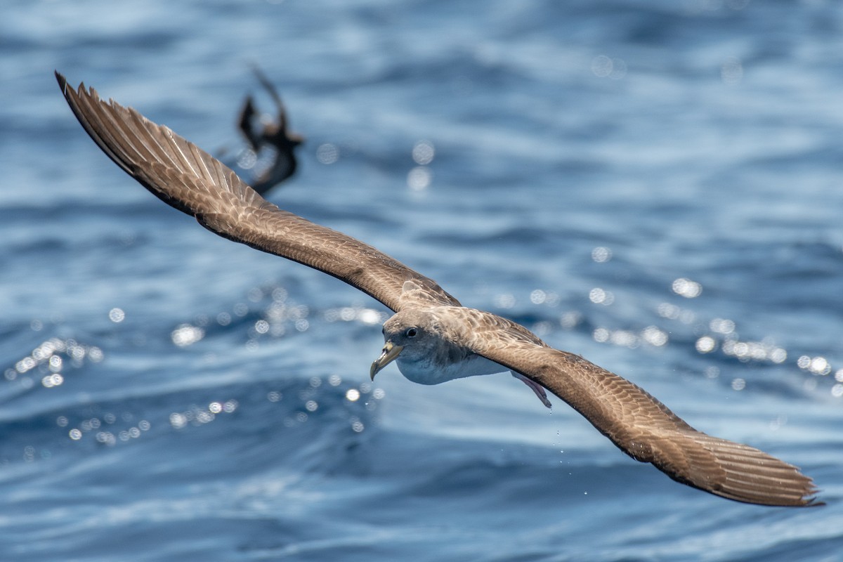 Cory's/Scopoli's Shearwater - ML450918011