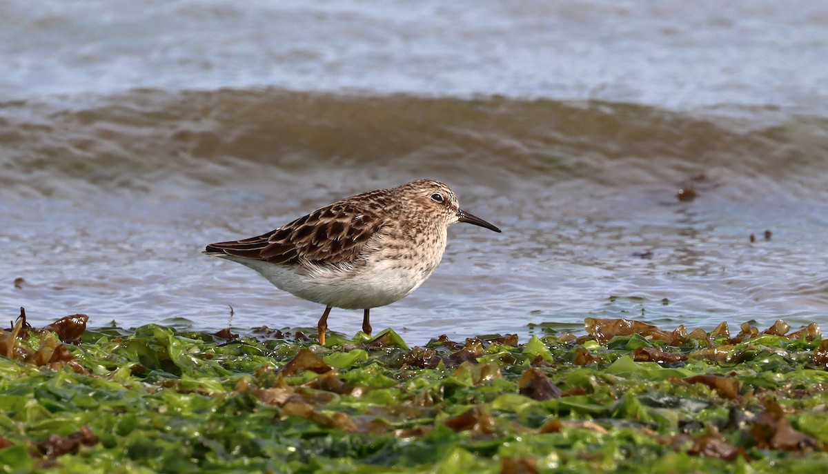 Least Sandpiper - Stefan Mutchnick