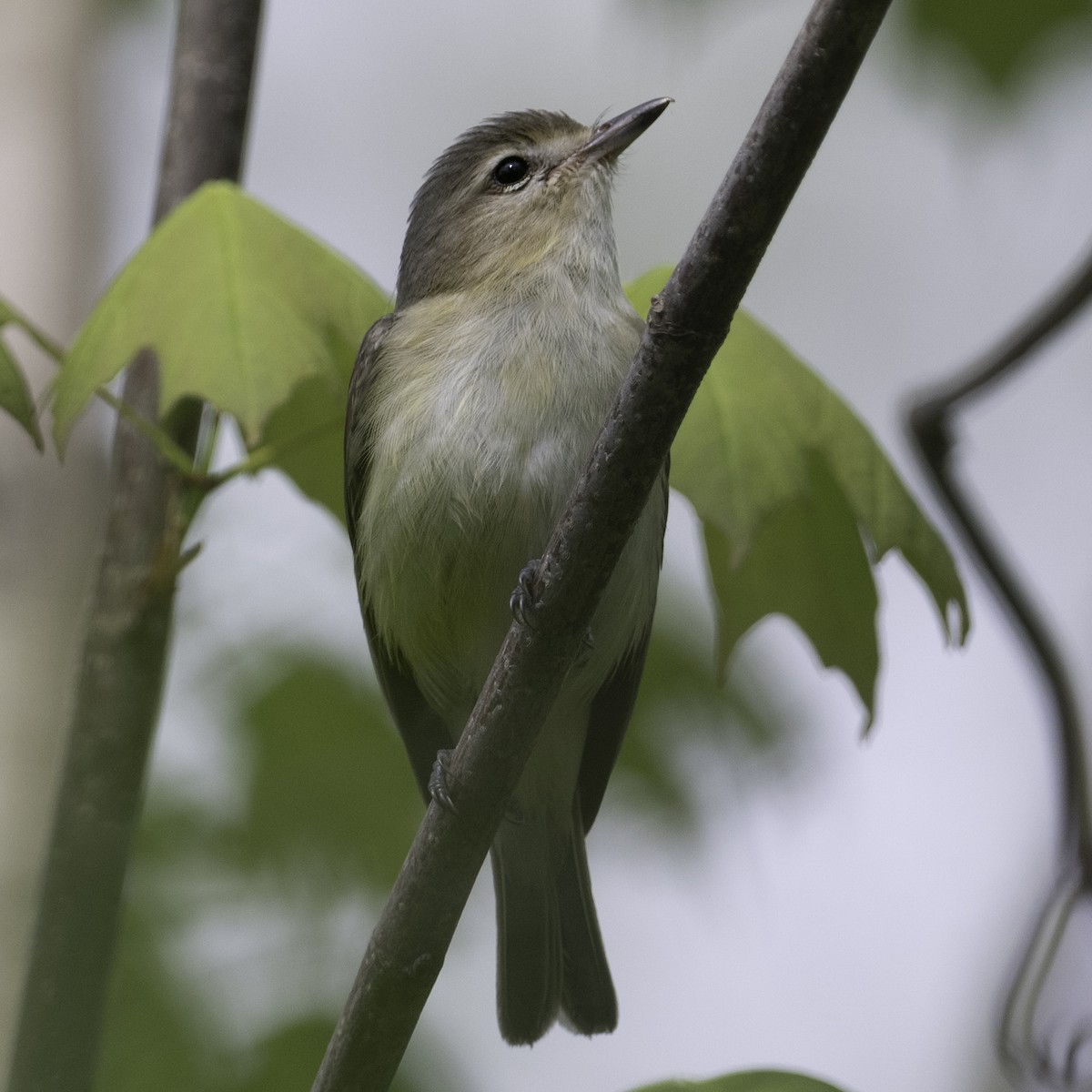 Warbling Vireo - ML450918601