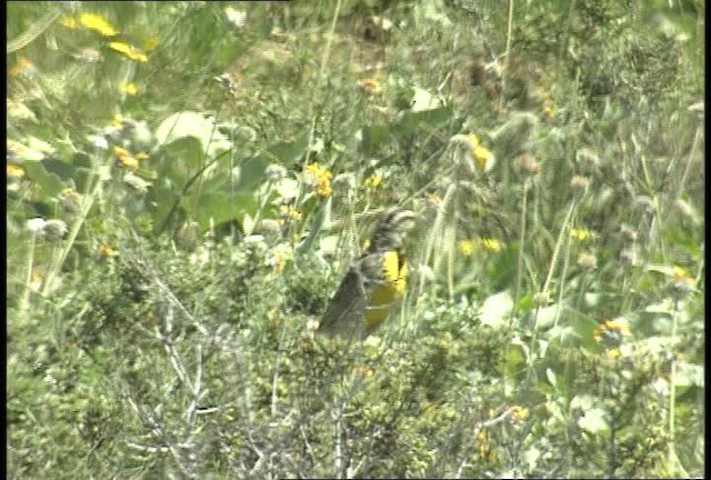 Western Meadowlark - ML450919