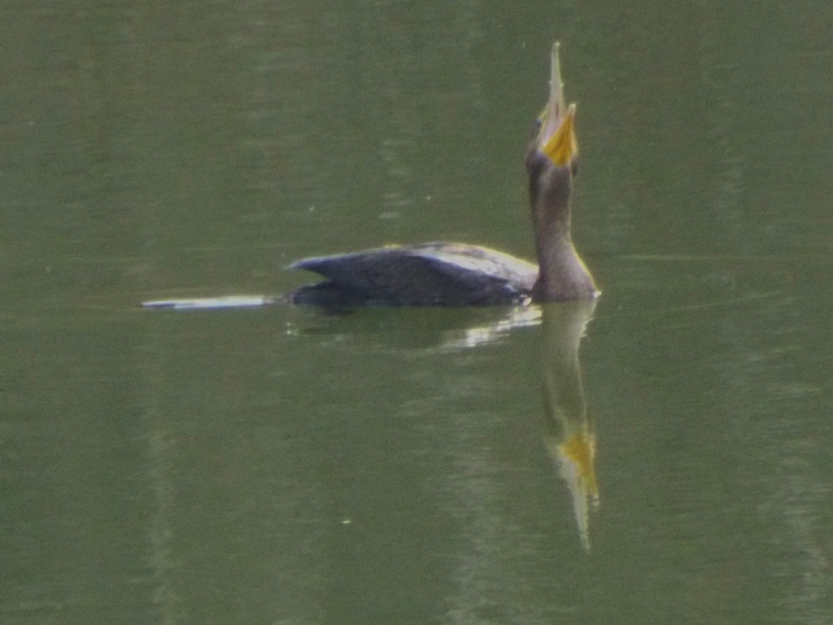 Neotropic Cormorant - ML45091951