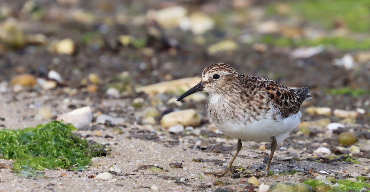 Least Sandpiper - Stefan Mutchnick