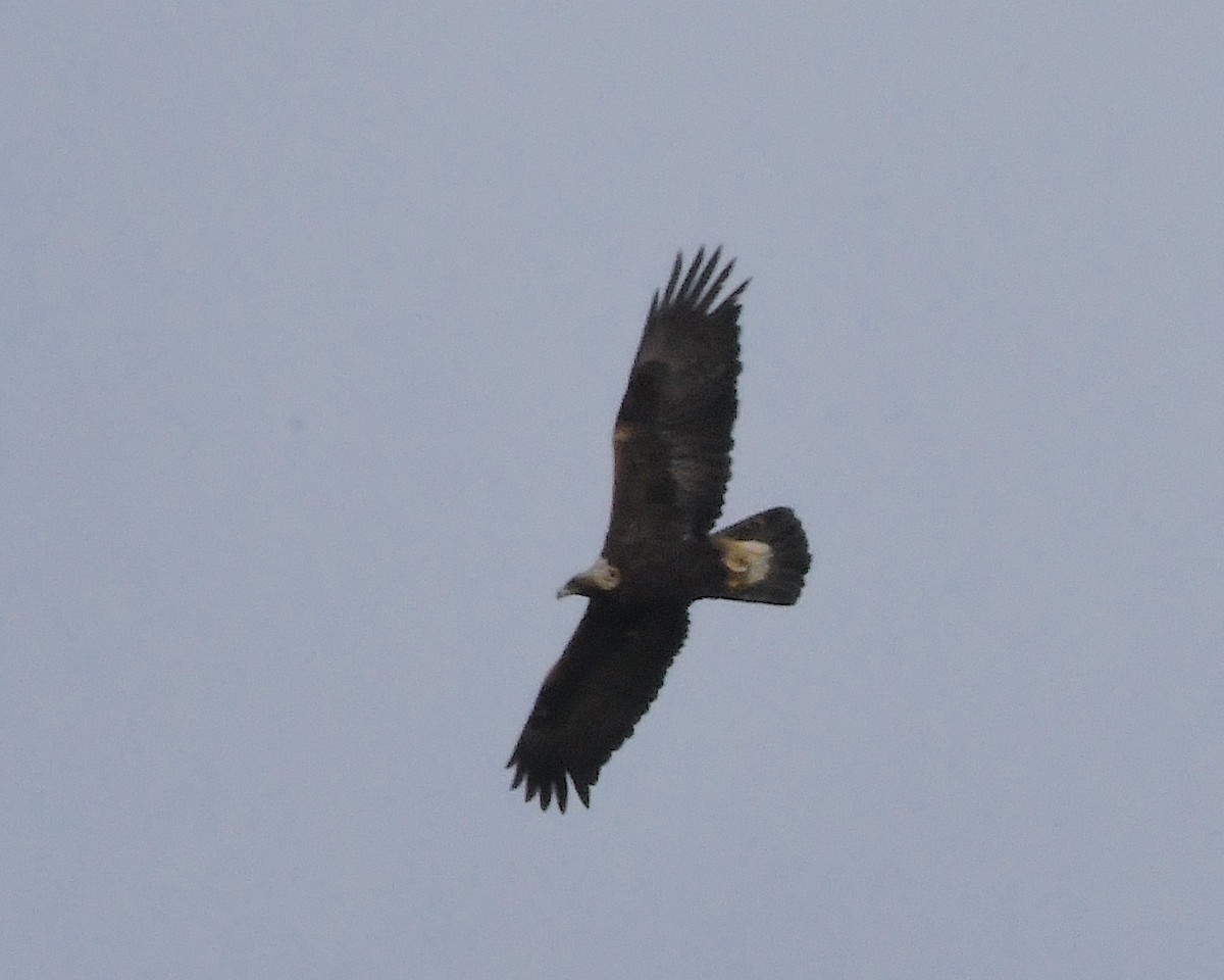 Golden Eagle - Ted Wolff