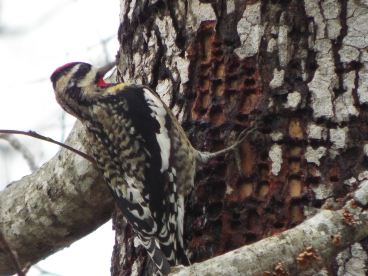 Yellow-bellied Sapsucker - ML45092141