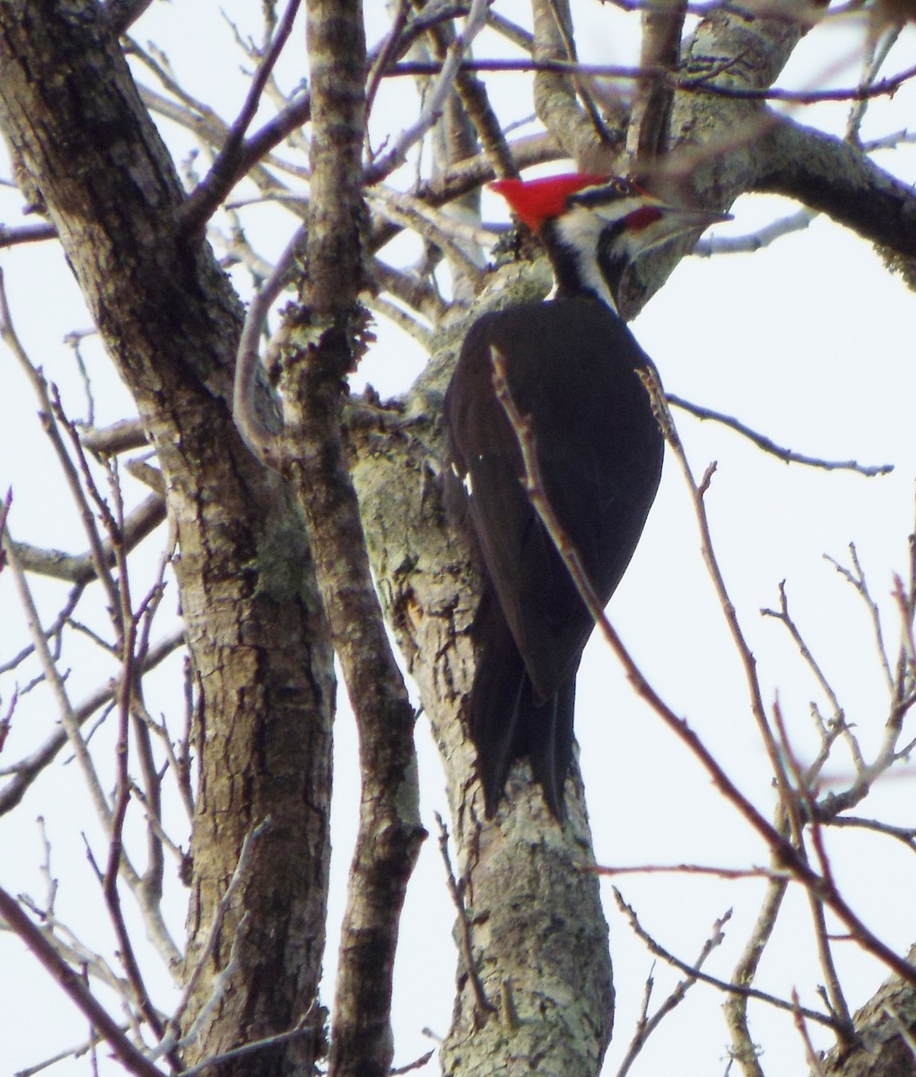 Pileated Woodpecker - Laurie Byrd