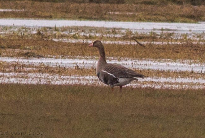 Greater White-fronted Goose - ML450922421