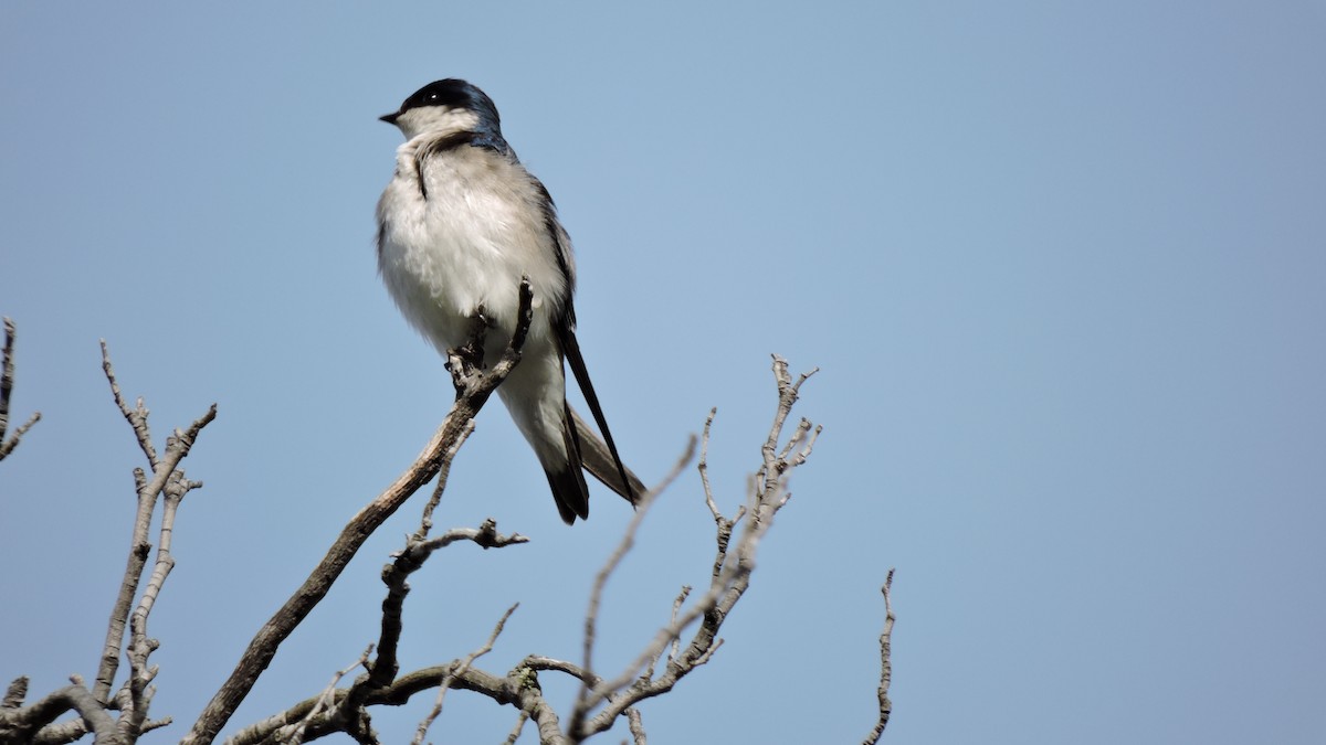 Chilean Swallow - Bosco Greenhead