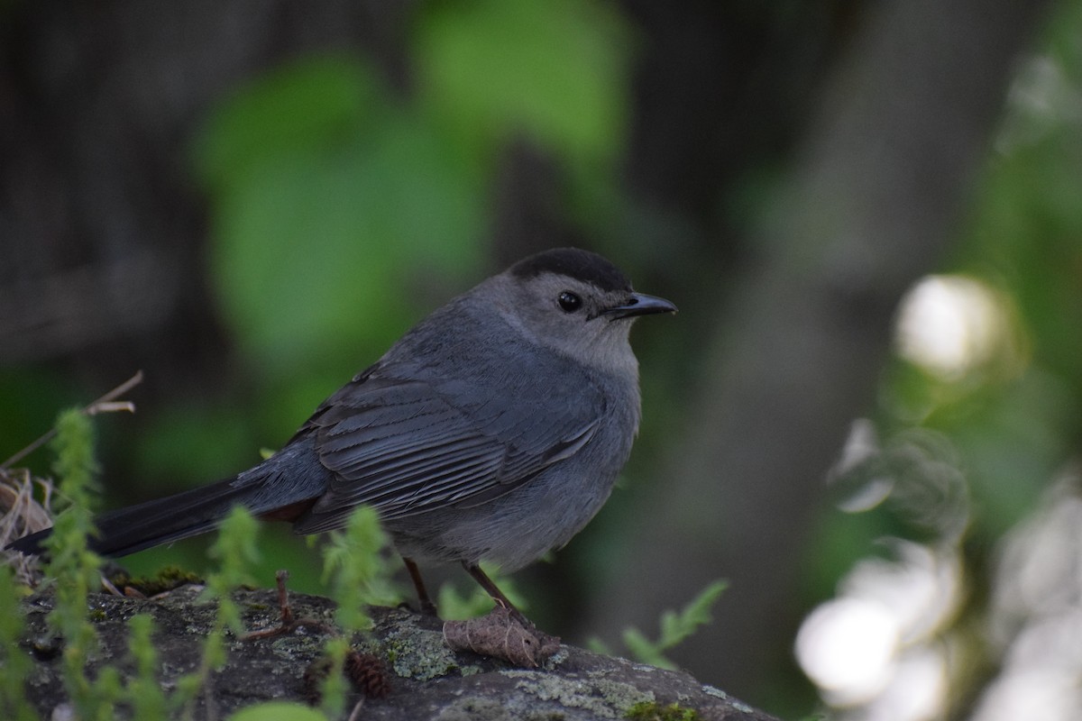 Gray Catbird - ML450922871
