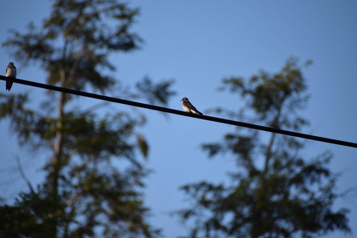 Northern Rough-winged Swallow - ML450924061