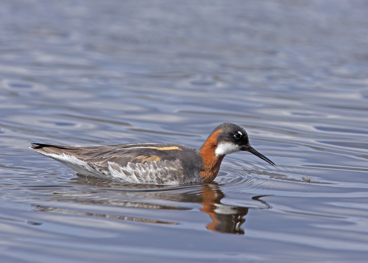 Phalarope à bec étroit - ML450925361