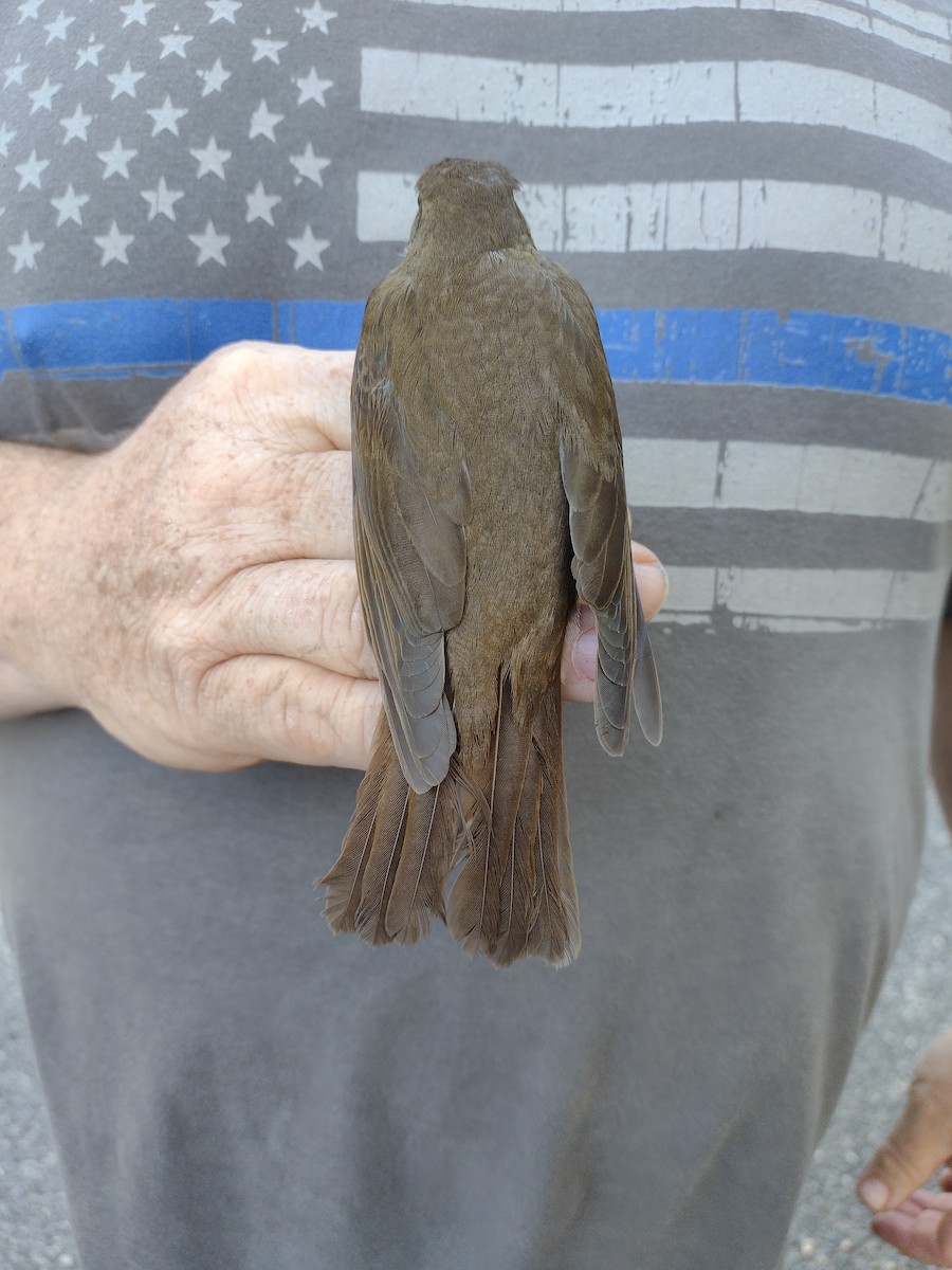 Bicknell's Thrush - ML450925541