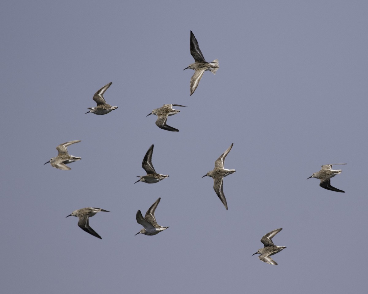 Dunlin - ML450925781