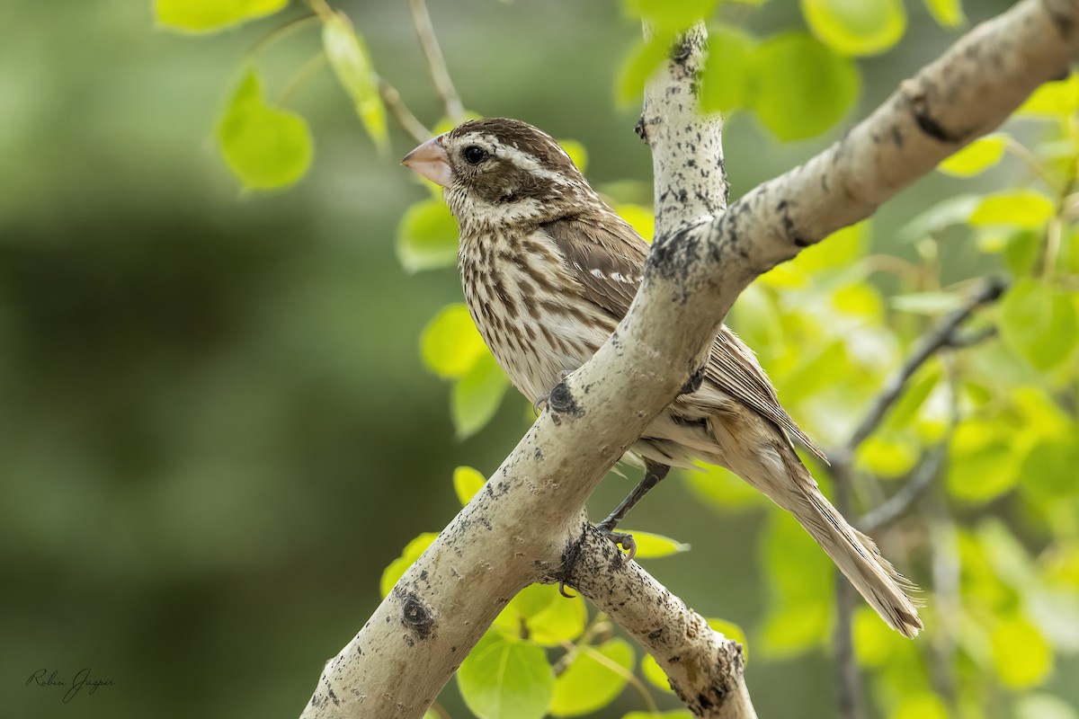 Rose-breasted Grosbeak - ML450925901