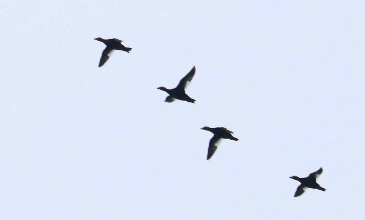 White-winged Scoter - ML450927321