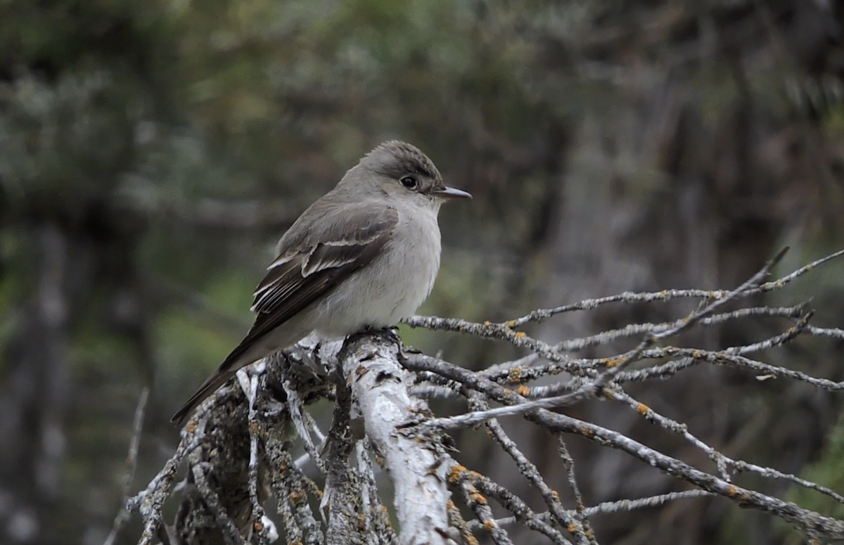 Western Wood-Pewee - Daniel Casey