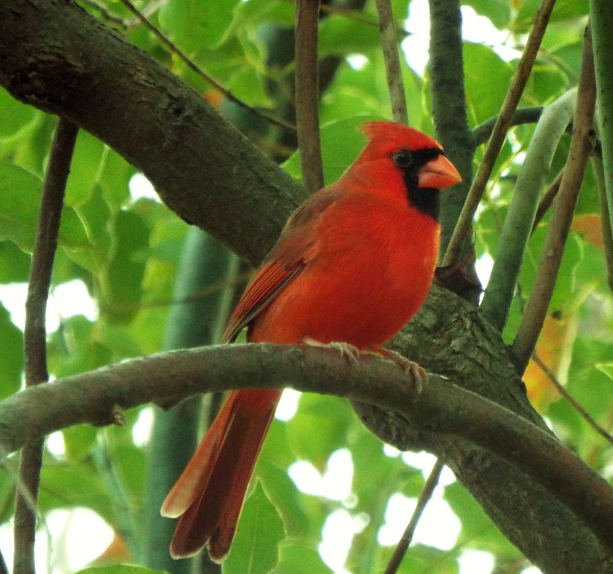 Northern Cardinal - ML45092801