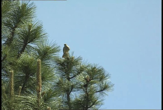 American Kestrel - ML450929