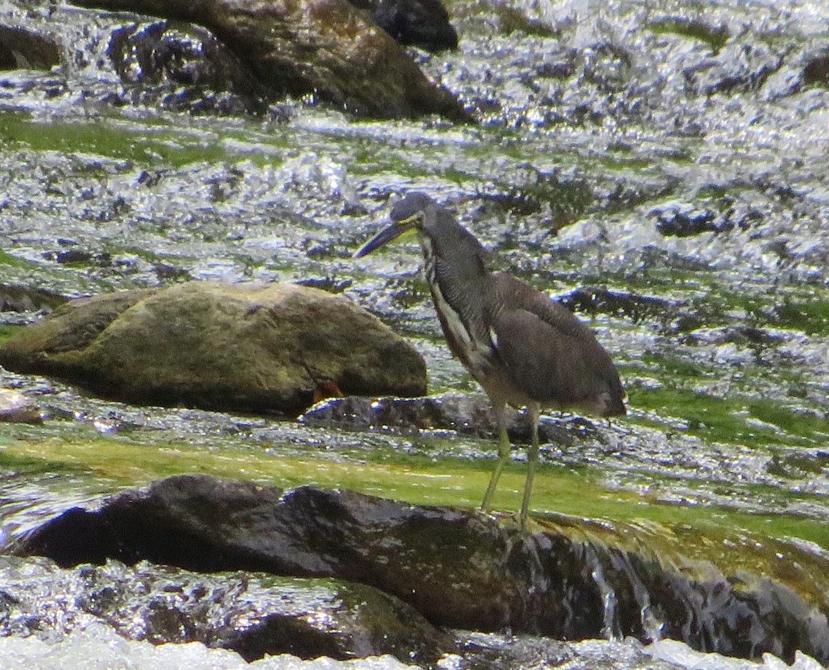 Fasciated Tiger-Heron - ML450930561