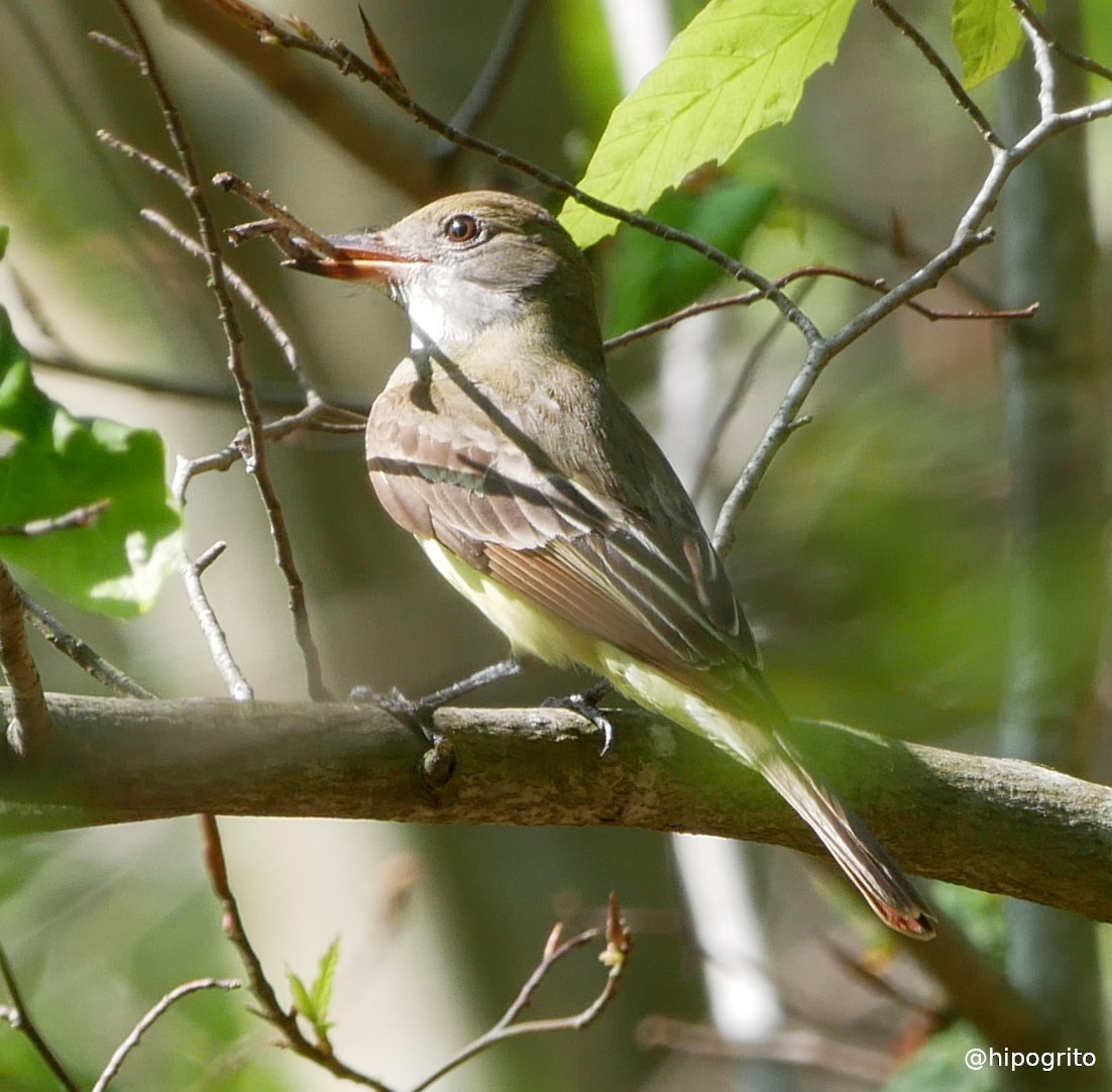 Great Crested Flycatcher - ML450931581