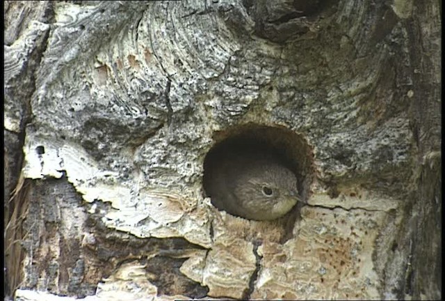 Northern House Wren (Northern) - ML450932