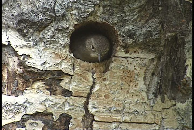 Northern House Wren (Northern) - ML450933