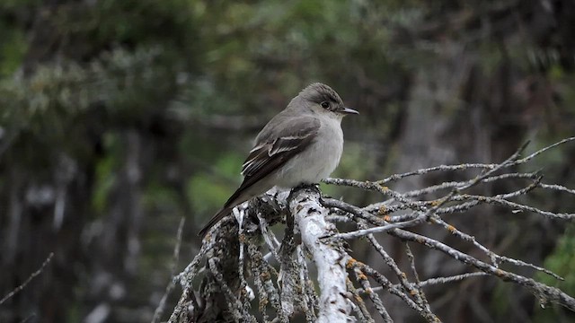 Blasskehl-Schnäppertyrann - ML450933131