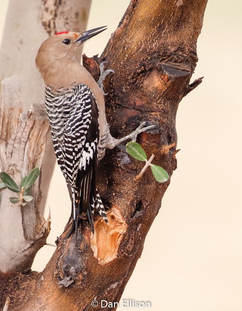 Gila Woodpecker - ML45093331