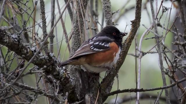 Spotted Towhee - ML450933551