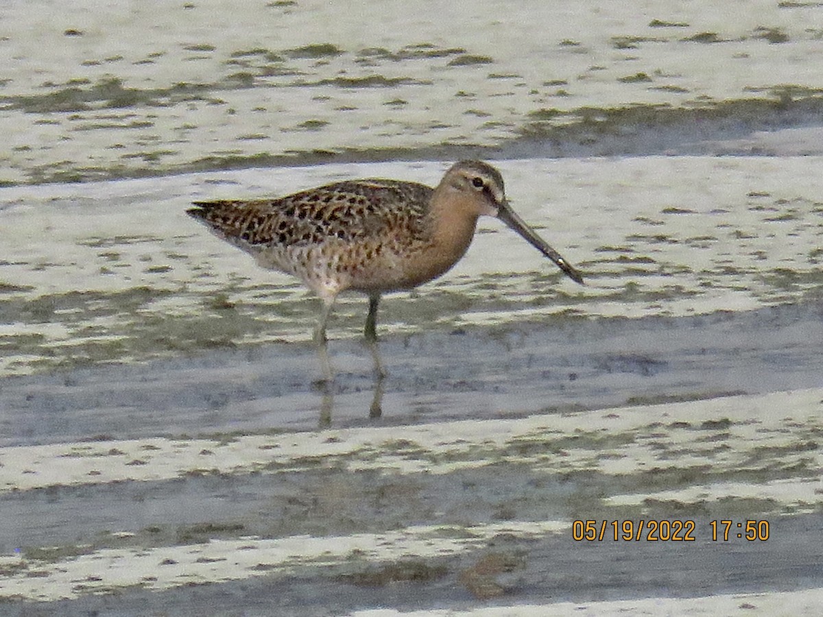 Short-billed Dowitcher - ML450934271