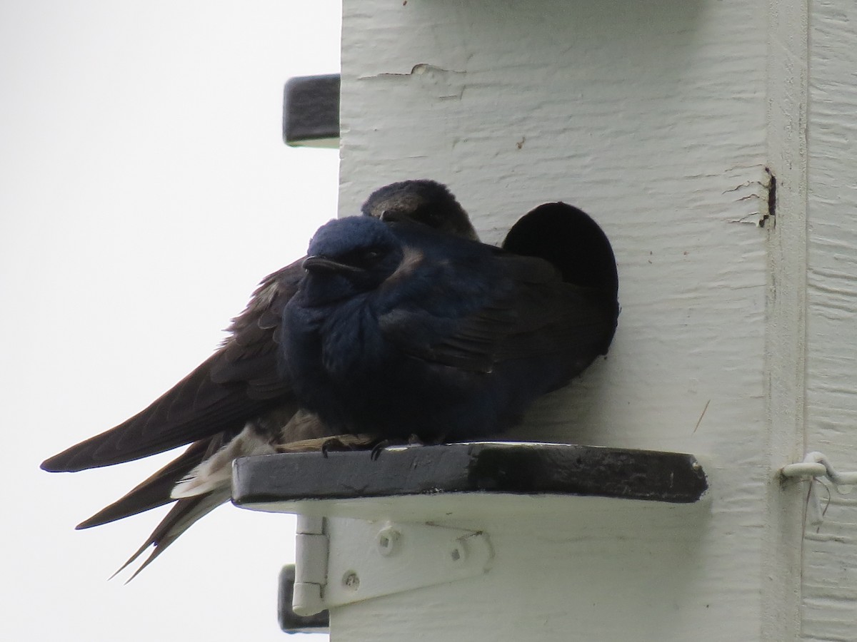 Purple Martin - ML450935841