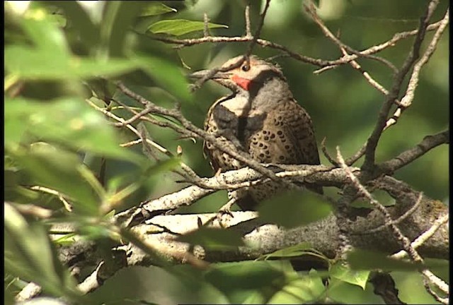 Northern Flicker (Red-shafted) - ML450936