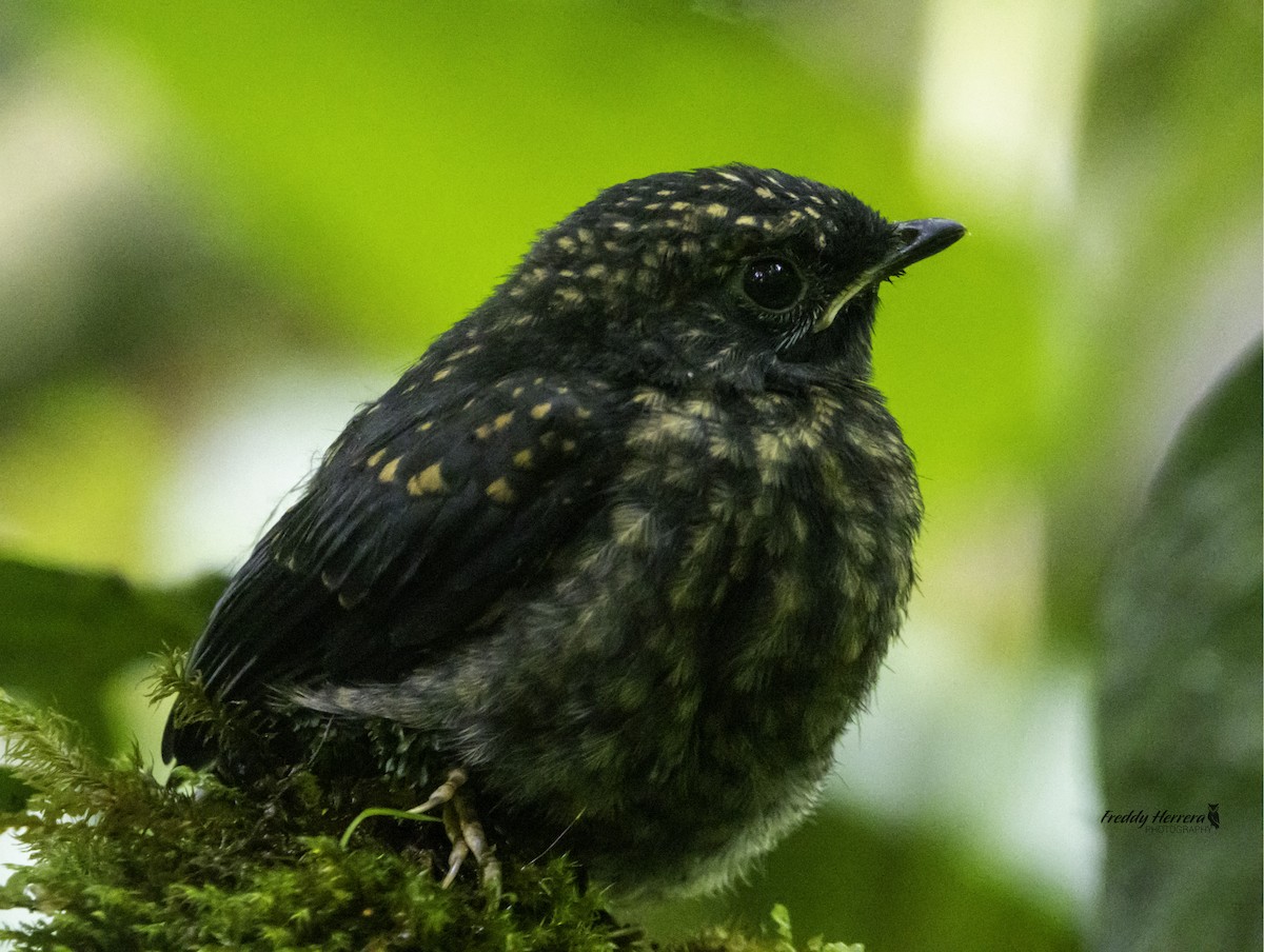 Black-faced Solitaire - Freddy Herrera
