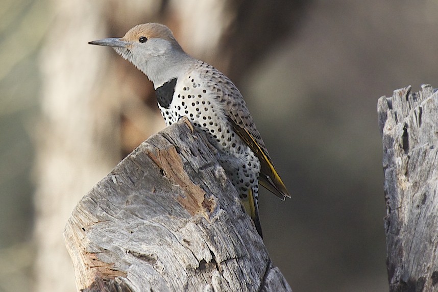 Gilded Flicker - robert bowker