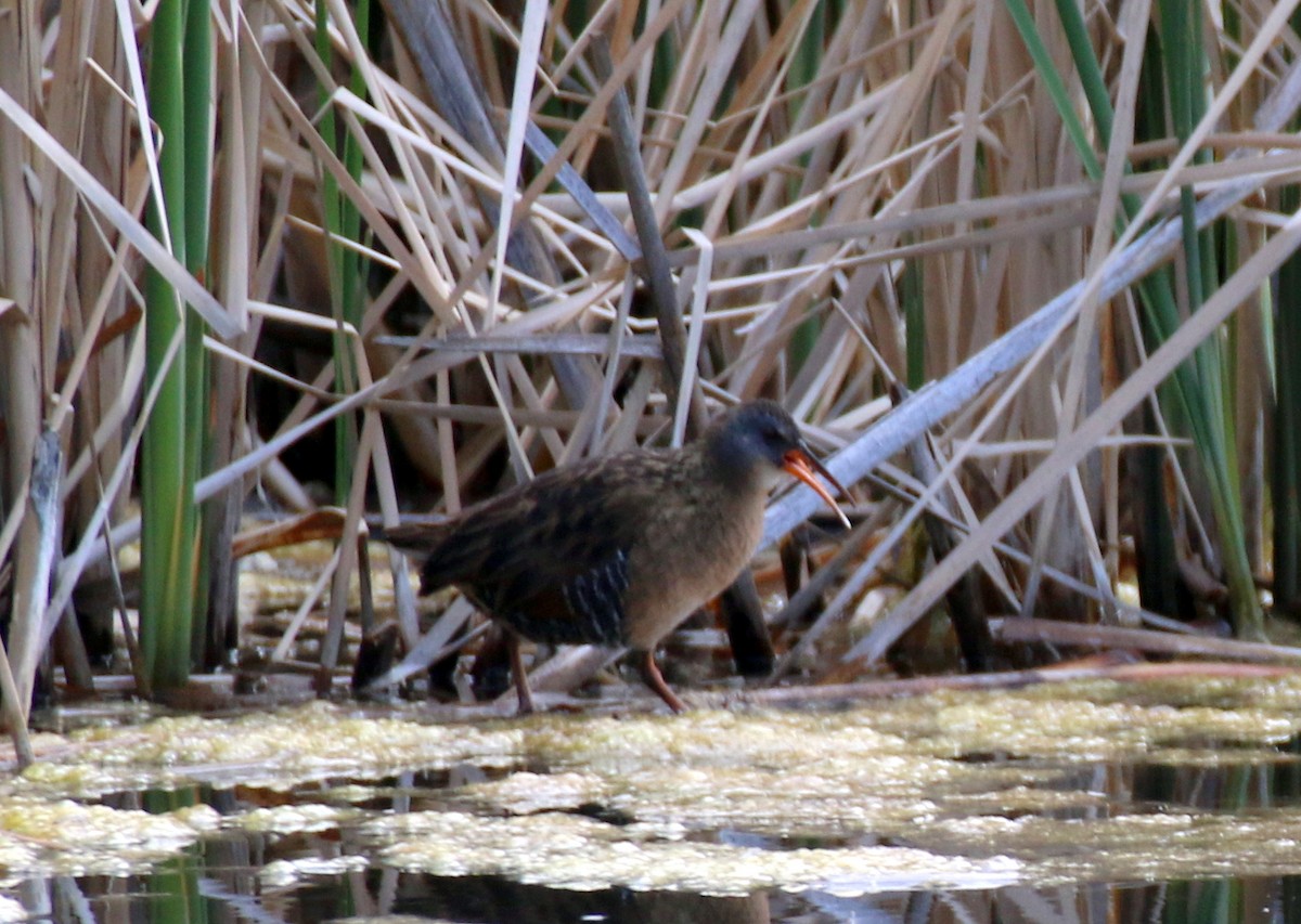 Virginia Rail (Virginia) - ML450938321