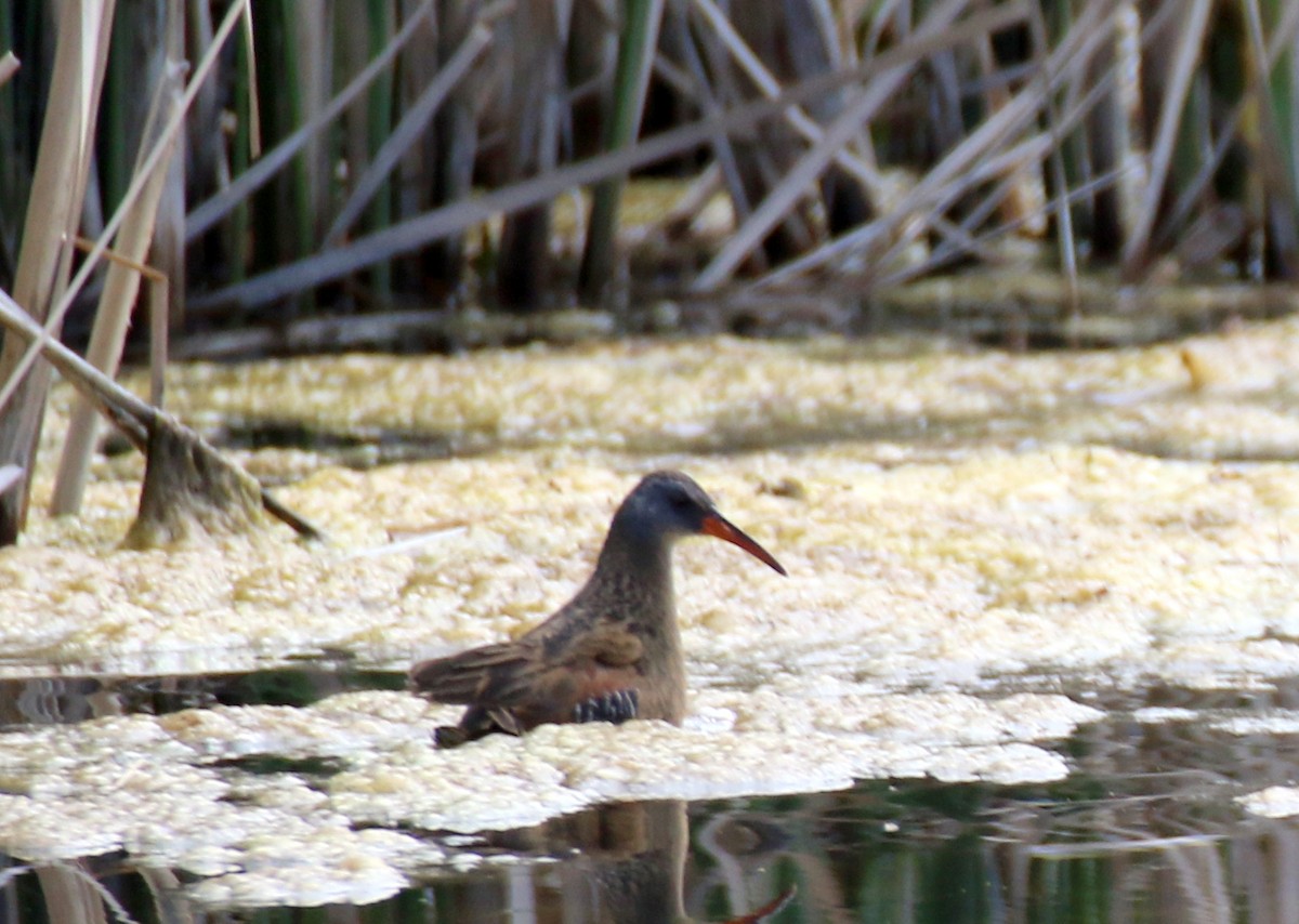 Virginia Rail (Virginia) - ML450938381