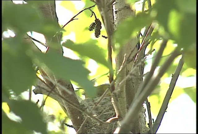 Yellow Warbler (Northern) - ML450939