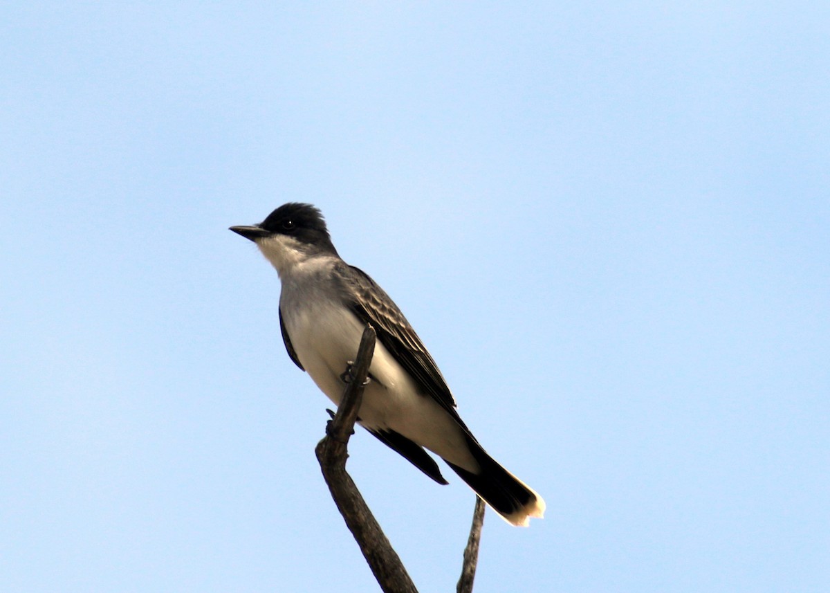 Eastern Kingbird - ML450939901