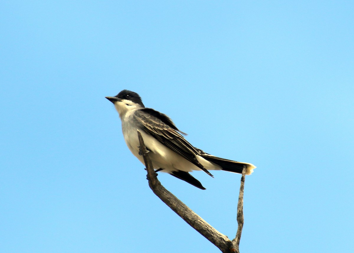 Eastern Kingbird - ML450939961