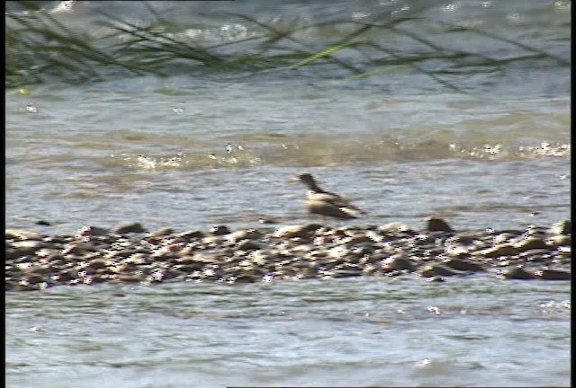 Spotted Sandpiper - ML450940