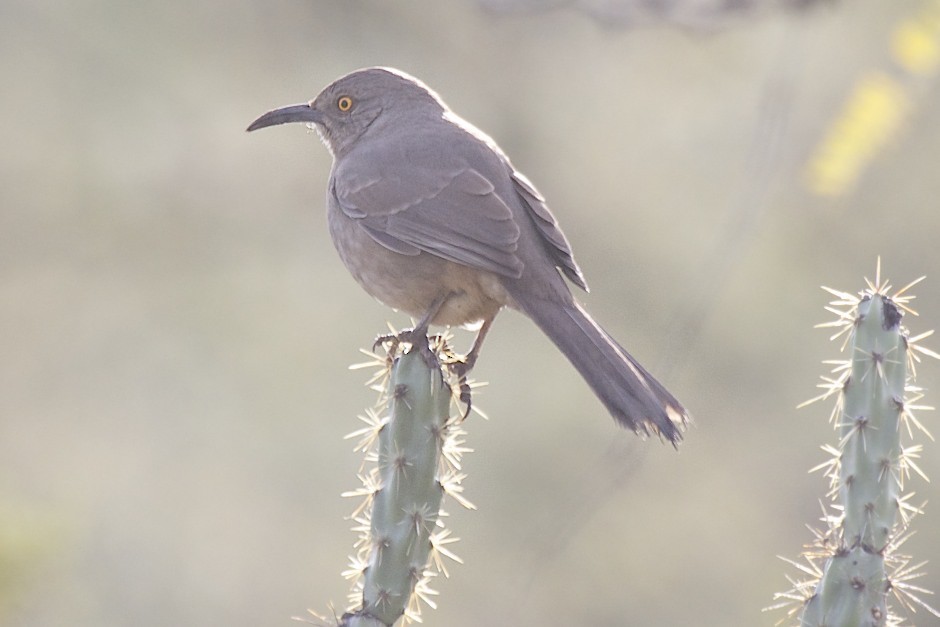 Curve-billed Thrasher - ML45094001