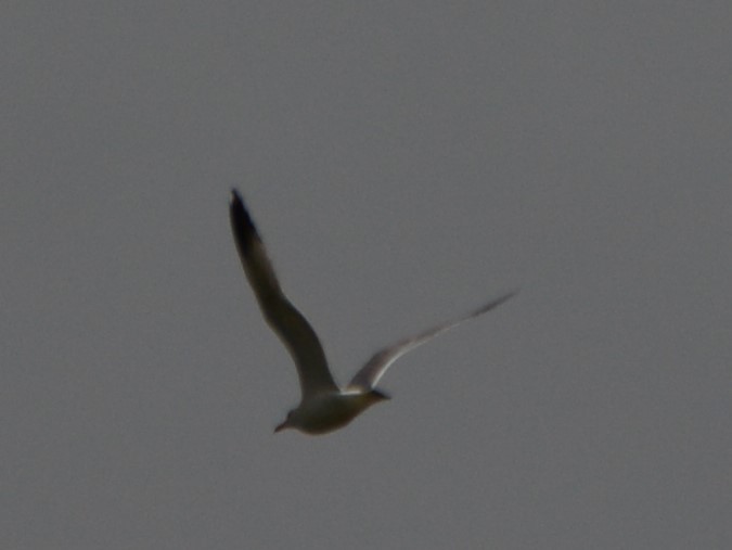 Gaviota Californiana - ML450940261